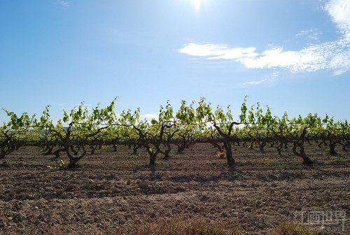 弗德喬（Verdejo）這個品種主要種植于西班牙盧埃達（Rueda）產區，被譽為“西班牙盧埃達產區的驕傲”。相比長相思葡萄酒，弗德喬葡萄酒的酒體要稍微豐滿一些，但酸度要稍微低一些。