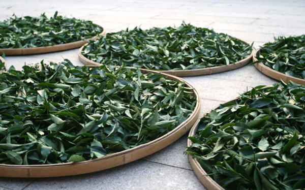 2013年福茗堂，秋茶傳統鐵觀音采茶