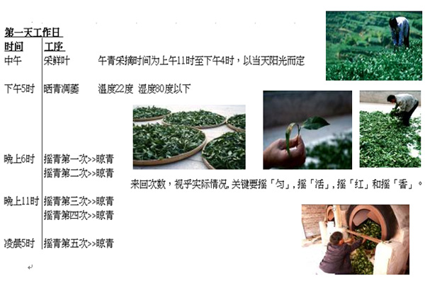2013年福茗堂，秋茶傳統鐵觀音采茶