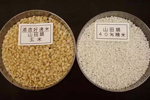 搞懂日本清酒，有這篇文章就夠了！