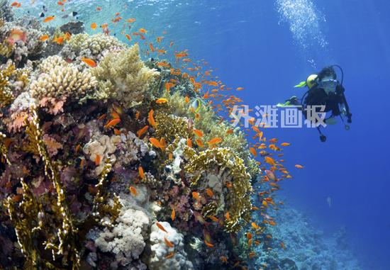 斐濟有“世界軟珊瑚之都”的美名