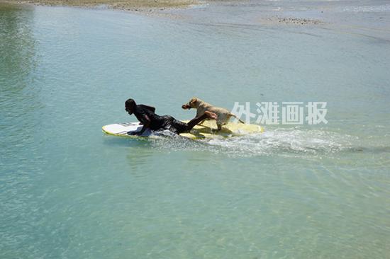 不少游客帶著寵物一起度假，金毛犬已經(jīng)能熟練跳上滑水板