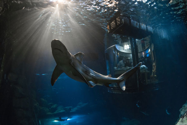 中國(guó)情侶入住Airbnb巴黎水族館，和鯊魚(yú)“共眠”