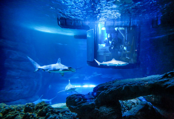 中國(guó)情侶入住Airbnb巴黎水族館，和鯊魚(yú)“共眠”