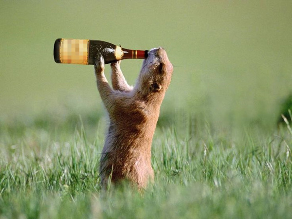 快來看看9條現存的怪誕飲酒規矩