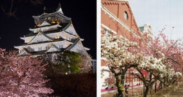 赴日旅游，正逢日本櫻花季！購(gòu)物、賞櫻、大阪同時(shí)滿(mǎn)足你