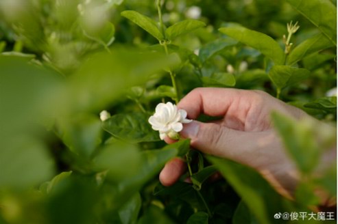 《極品實驗室》帶萬寶龍調香師上山下鄉， 只為JUNPING要調出“最中國”的茉莉香