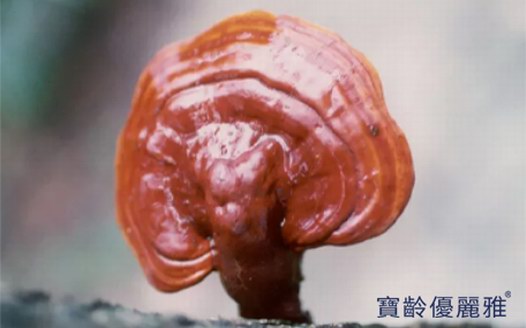肌膚亞健康？靈芝細胞壁精華幫你平衡肌膚狀態