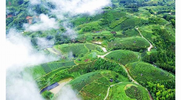 茶旅只適合春天？一生要去的20個茶旅勝地，夏季避暑就去這里了