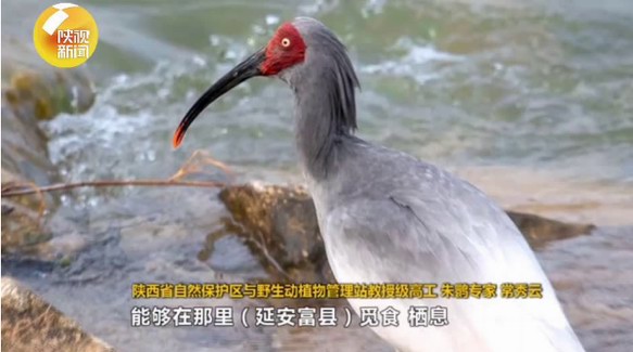 陜西延安首次發現瀕危鳥類朱鹮：環境保護卓有成效！