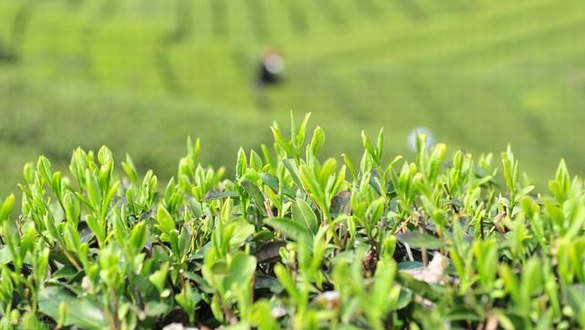 買茶，別被“明前茶、古樹茶、手工茶”這些標簽給忽悠了