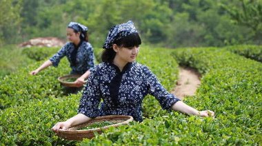 悟千年茶道，品八域龍井，一文讀懂龍井茶怎么選？