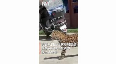 四川金錢豹鬧市行走，都市松弛感引發熱議 林草局:已送返森林