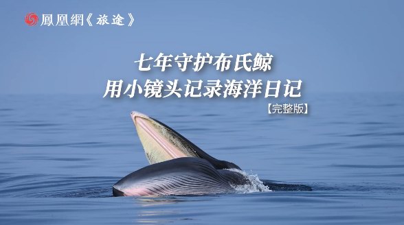 《七年，陳默在云端給布氏鯨安了個(gè)“家”》