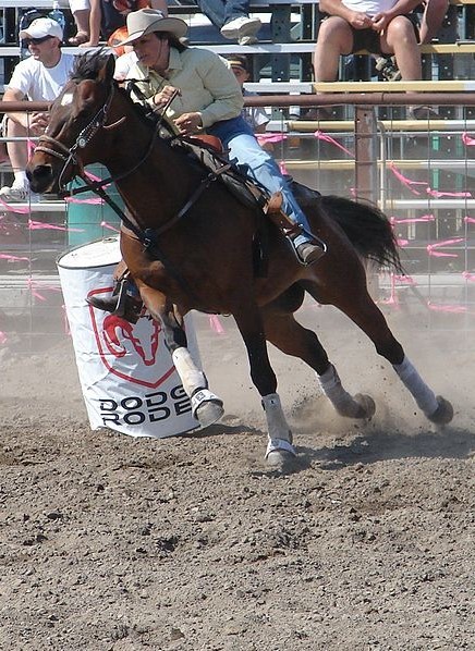 世界名馬介紹之夸特馬,世界十大名馬排行榜top2