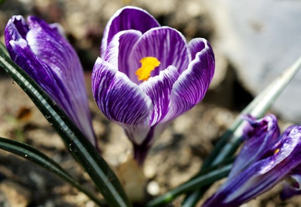 世界上最貴的調味品番紅花(Crocus sativus)的雄蕊