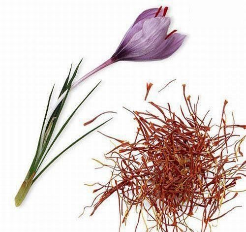 世界上最貴的調味品番紅花(Crocus sativus)的雄蕊
