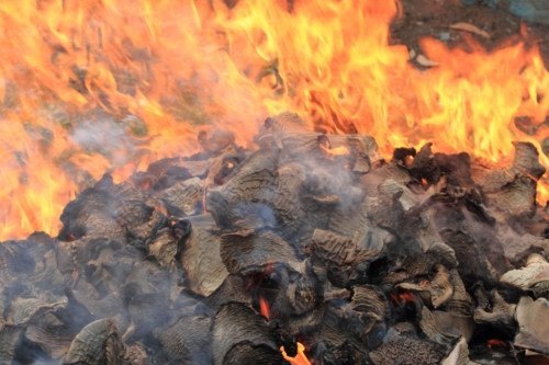 洪都拉斯當局銷毀沒收的鯊魚鰭 皮尤環境組織對實施鯊魚避難所表示贊同