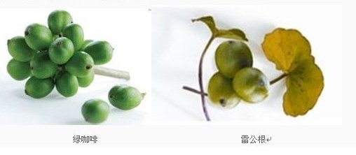 法國全植物品牌伊夫•黎雪魔塑瓶備受熱捧——輕松瘦，綠色瘦，浪漫瘦